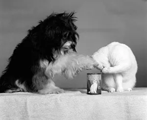 Pippin the Mongrel Dog with Cat and Kattomeat Aug 1987 Pippin has become one of Pippin the Mongrel Dog with Cat and Kattomeat Aug 1987 Pippin has become one of