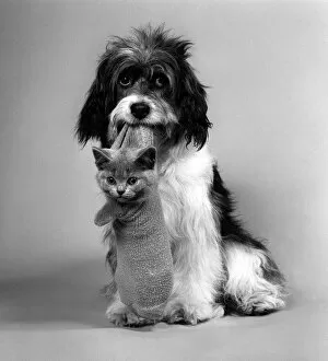 Images Dated 29th August 1984: Pippin the Mongrel Dog with Kitten in a sock August 1984 Pippin has become one of