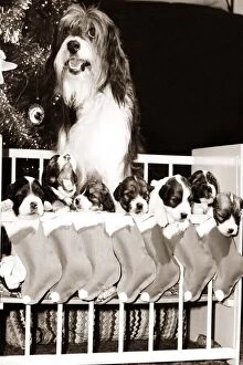 Pippin the television dog with seven puppies hanging in stockings