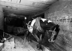Pit ponies reaching the end of the road at the coal mine. April 1969 P017736 Pit ponies reaching the end of the road at the coal mine. April 1969 P017736
