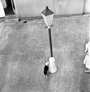 Plastic lamp post for dogs home. January 1970 70-00035