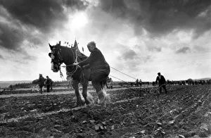 A plough horse competition in November 1982 A plough horse competition in November 1982