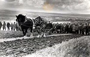 Ploughing - Horse ploughing was a popular feature of the all-Wales ploughing