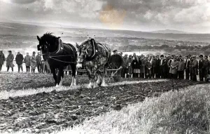 Ploughing - Horse ploughing was a popular feature of the all-Wales ploughing Ploughing - Horse ploughing was a popular feature of the all-Wales ploughing