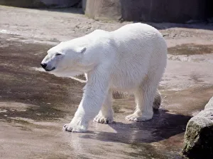 Polar bear at Chester Zoo 1967 animal animals Polar bear at Chester Zoo 1967 animal animals