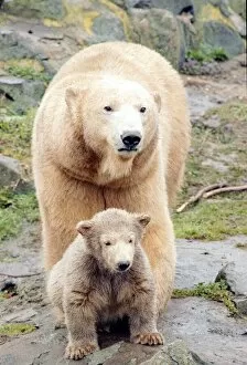 Images Dated 30th March 1992: Polar bear with cub March 1992