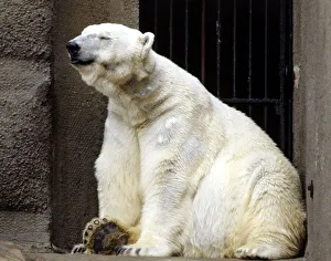 A polar bear at London Zoo March 1984 animal animals A polar bear at London Zoo March 1984 animal animals