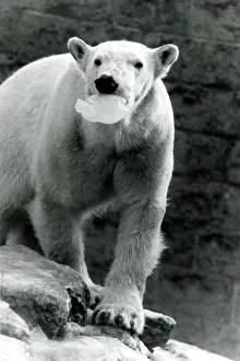 Polar bear with mouth full of ice at Chessington Zoo, surrey Snow icy cold snowy Polar bear with mouth full of ice at Chessington Zoo, surrey Snow icy cold snowy