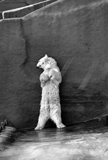 Mirror, 0600to0699 00610, polar bear pipaluk pen london zoo