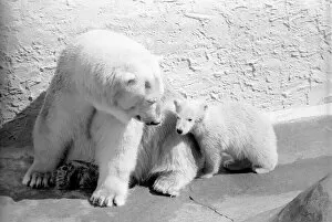 Polar Bears at Bristol Zoo. April 1975 75-2068-001