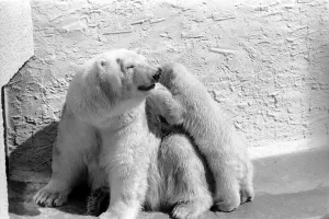 Polar Bears at Bristol Zoo. April 1975 75-2068-002 Polar Bears at Bristol Zoo. April 1975 75-2068-002