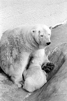Polar Bears at Bristol Zoo. April 1975 75-2068-005 Polar Bears at Bristol Zoo. April 1975 75-2068-005
