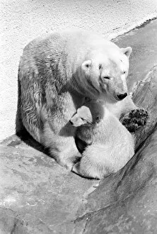 Polar Bears at Bristol Zoo. April 1975 75-2068-006