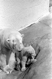 Polar Bears at Bristol Zoo. April 1975 75-2068-009
