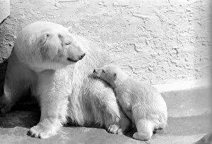 Polar Bears at Bristol Zoo. April 1975 75-2068-018