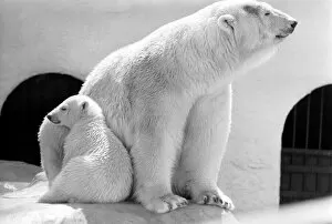 Images Dated 28th April 1975: Polar Bears at Bristol Zoo. April 1975 75-2224-004