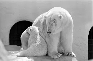 Polar Bears at Bristol Zoo. April 1975 75-2224-005