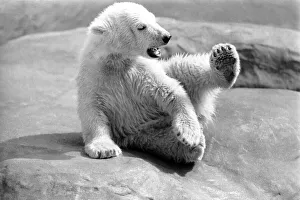 00060 Gallery: Polar Bears at Bristol Zoo. April 1975 75-2224-006