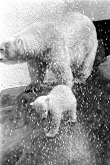 Images Dated 28th April 1975: Polar Bears at Bristol Zoo. April 1975 75-2224-007