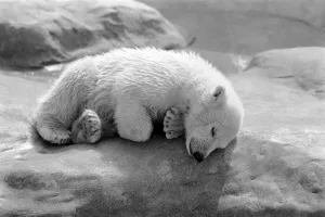 00060 Gallery: Polar Bears at Bristol Zoo. April 1975 75-2224-008