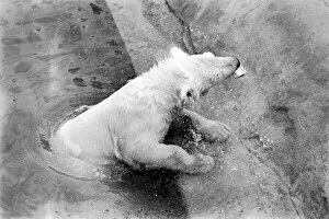 Polar Bears at Bristol Zoo. April 1975 75-2224-009