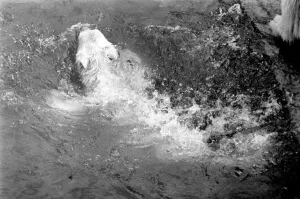 00060 Gallery: Polar Bears at Bristol Zoo. April 1975 75-2224-011
