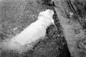 00060 Gallery: Polar Bears at Bristol Zoo. April 1975 75-2224-012