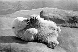 Images Dated 28th April 1975: Polar Bears at Bristol Zoo. April 1975 75-2224