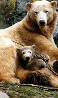 Polar bears at Edinburgh Zoo Ahoto four month old polar bear with mum eleven year Polar bears at Edinburgh Zoo Ahoto four month old polar bear with mum eleven year