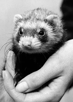 00137 Gallery: Polecat ferret found in South London December 1974 Being held by a vet