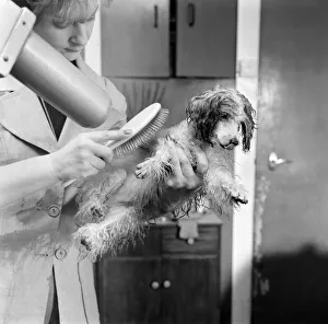 Poodle owned by Miss Marilyn Willis seen here getting the full beauty treatment Poodle owned by Miss Marilyn Willis seen here getting the full beauty treatment