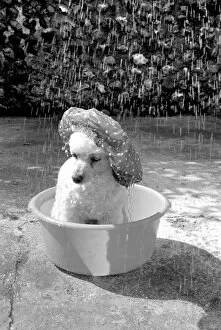 Images Dated 28th April 1975: Poodle wearing a shower cap to keep her ears dry April 1975 75-2226