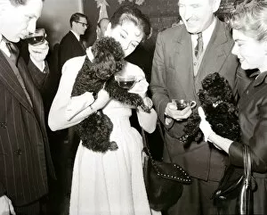 00146 Gallery: Poodles drinking tea at a birthday party for a fellow poodle dog January 1955