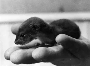 Pop Grows the Weasel: William the weasel, was two days old Pop Grows the Weasel: William the weasel, was two days old
