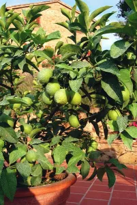 Potted Lemon Tree - Italy Umbria region Food Fruit Lemons Potted Lemon Tree - Italy Umbria region Food Fruit Lemons