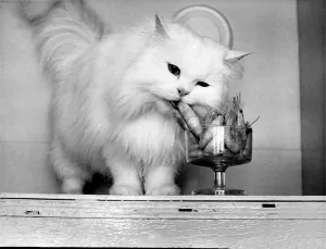 With the practiced skill of a gourmet, Shelley, the white Persian With the practiced skill of a gourmet, Shelley, the white Persian