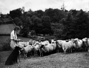 At prayer in the fields. Miss Eileen Foot, girl shepherdess of Almondsbury, near Bristol At prayer in the fields. Miss Eileen Foot, girl shepherdess of Almondsbury, near Bristol