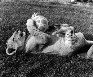 Pride of the lions: Having a ball-that's young Napoleon Pride of the lions: Having a ball-that's young Napoleon