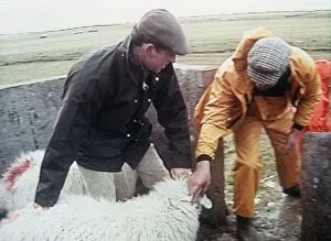 Images Dated 1st May 1992: Prince Charles dipping sheep with helper on farm 1992