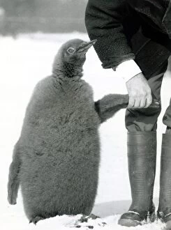 Images Dated 20th February 1985: Prince the penguin takes his first walk in the snow with Wally Dixon who hand reared him