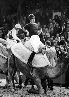 THE PRINCE OF WALES DISMOUNTS FROM A CAMEL at London Olympia. 14/12/1979 THE PRINCE OF WALES DISMOUNTS FROM A CAMEL at London Olympia. 14/12/1979