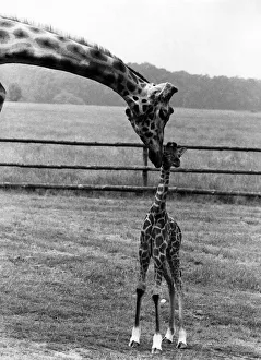 Proud parent Tosen the giraffe nuzzles baby-long-legs. July 1978 P011760 Proud parent Tosen the giraffe nuzzles baby-long-legs. July 1978 P011760