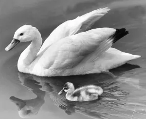 00047 Gallery: This proud swan shows off her single cygnet
