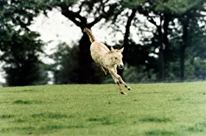 This Przewalskis Foal at Whipsnade Wild Animal Park would like to become an athlete This Przewalskis Foal at Whipsnade Wild Animal Park would like to become an athlete