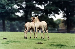 Przewalskis Foals playing together at Whipsnade Wild Animal Park May 1994 Przewalskis Foals playing together at Whipsnade Wild Animal Park May 1994