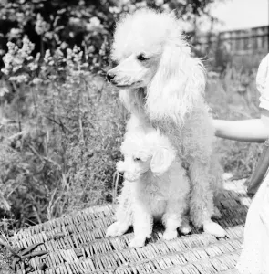 Puppy with Poodle dog. June 1953 D3291-002 Puppy with Poodle dog. June 1953 D3291-002