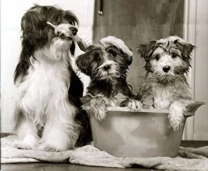 Images Dated 15th March 1984: These two pups are being carefully groomed for childrens TV show Rub-A-Dub-Tub