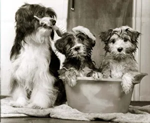 Images Dated 15th March 1984: These two pups are being carefully groomed for childrens TV show Rub-A-Dub-Tub