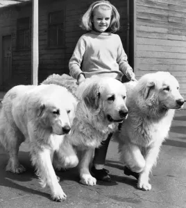 Three Pyrenean Mountain Dogs with their minder Three Pyrenean Mountain Dogs with their minder