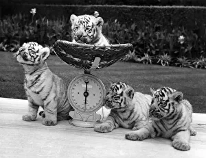 Images Dated 25th June 1970: Quads weigh in at £50, 000. The tigers who are worth a fortune